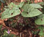 �E�X�o�T�C�V��