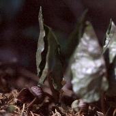 �E�X�o�T�C�V��