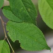 �E���~�Y�U�N��