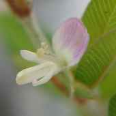 ���n�Y�\�E