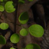 ���}�G���S�T�N