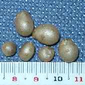 ���}�m�C��