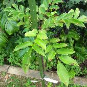 �����o���A���u�L