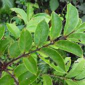 �����o���A���u�L