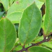 �����o���A���u�L