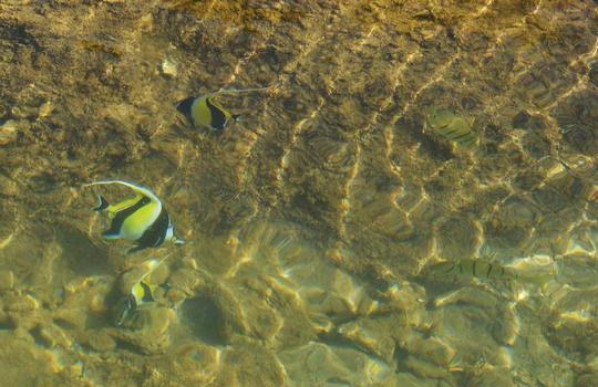 �n���C�̎ʐ^