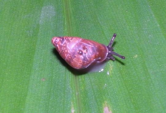 �n���C�̎ʐ^