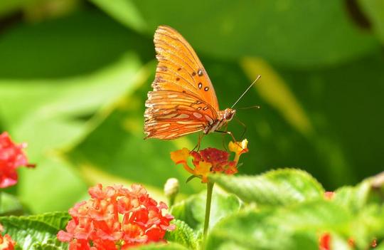 �n���C�̎ʐ^