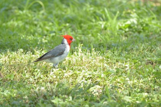 �n���C�̎ʐ^