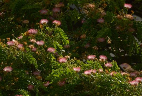 �n���C�̎ʐ^