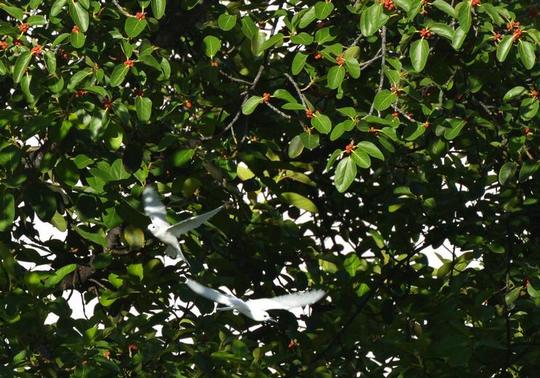 �n���C�̎ʐ^