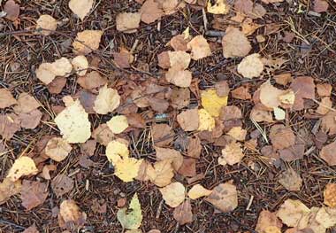 �k�N�[�V�I��������