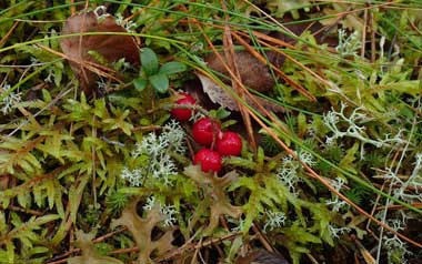 �k�N�[�V�I��������