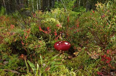 �k�N�[�V�I��������