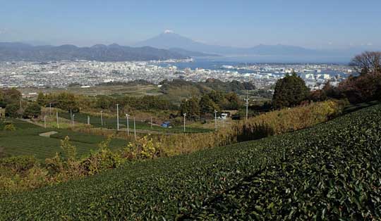 ���{���̕x�m�R