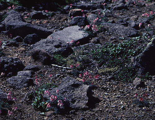 �R�}�N�T��