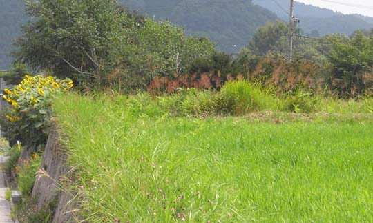 �����A���v�X�̍���