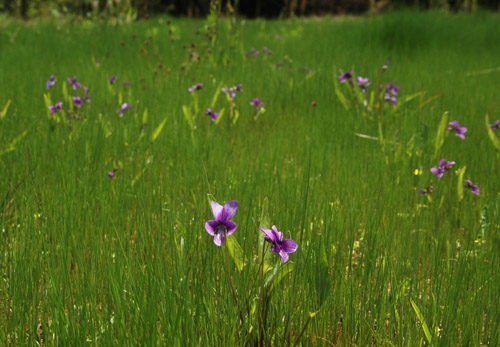 �x�k�c�̃X�~��