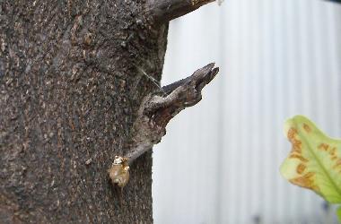 �N���A�Q�n�̉z�~�