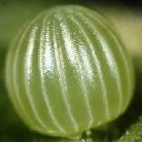 �A�J�{�V�S�}�_��