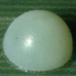 �`���o�l�Z�Z��