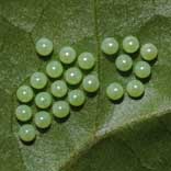 �q���M�t�`���E