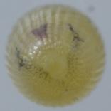 �q���q�J�Q