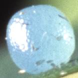 �q���E���i�~�W���m��