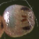 �q���E���i�~�W���m��