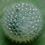 �z�V�~�X�W