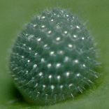 �z�V�~�X�W