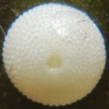 �C���J���V�W�~