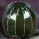 �C���T�L�^�e�n���h�L