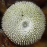 �W���E�U���~�h���V�W�~