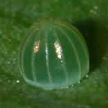 �R�����T�L