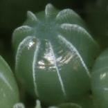 �N�W���N�`���E