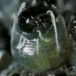 �N�W���N�`���E