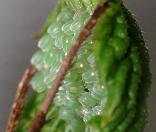 �N�W���N�`���E