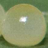 �N���R�m�}�`���E