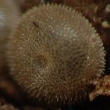 �~���}�J���X�V�W�~