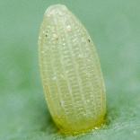 �����V���`���E