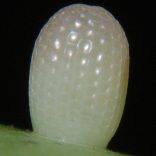 �I�I�S�}�_��