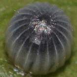 �I�I�����T�L