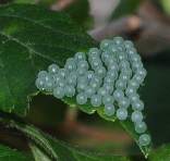 �I�I�����T�L