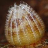 �I�I�E���M���X�W�q���E����