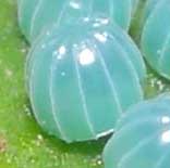 �����E�L���E�����T�L