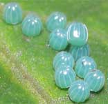 �����E�L���E�����T�L