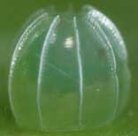 �����E�L���E�����T�L