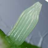 �X�W�O���V���`���E