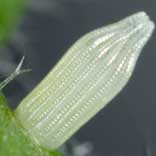 �X�W�O���V���`���E